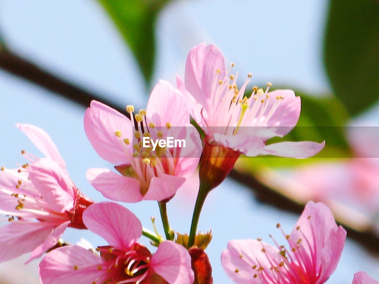 Close-up of pink cherry blossom