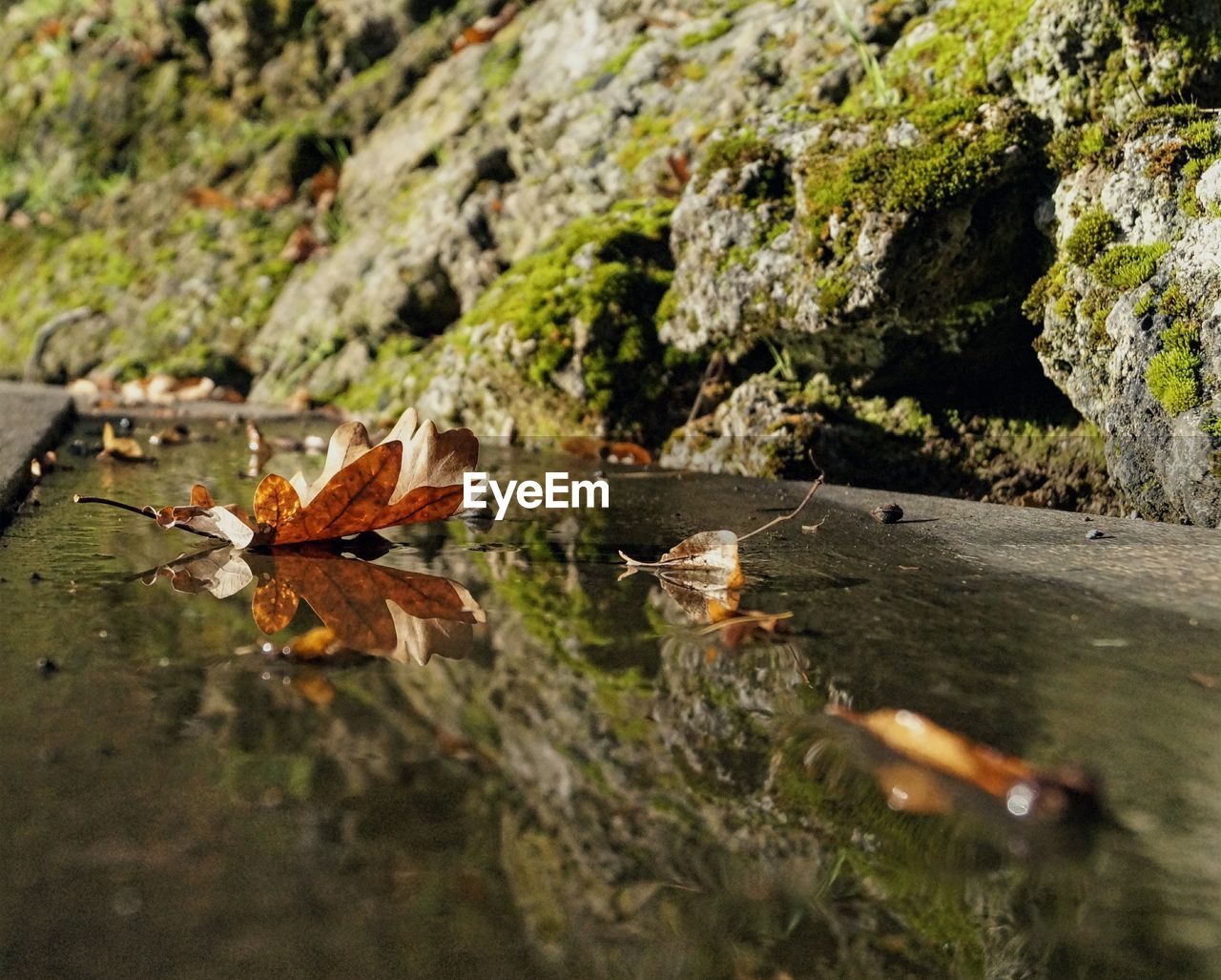 CLOSE-UP OF KOI FLOATING IN WATER