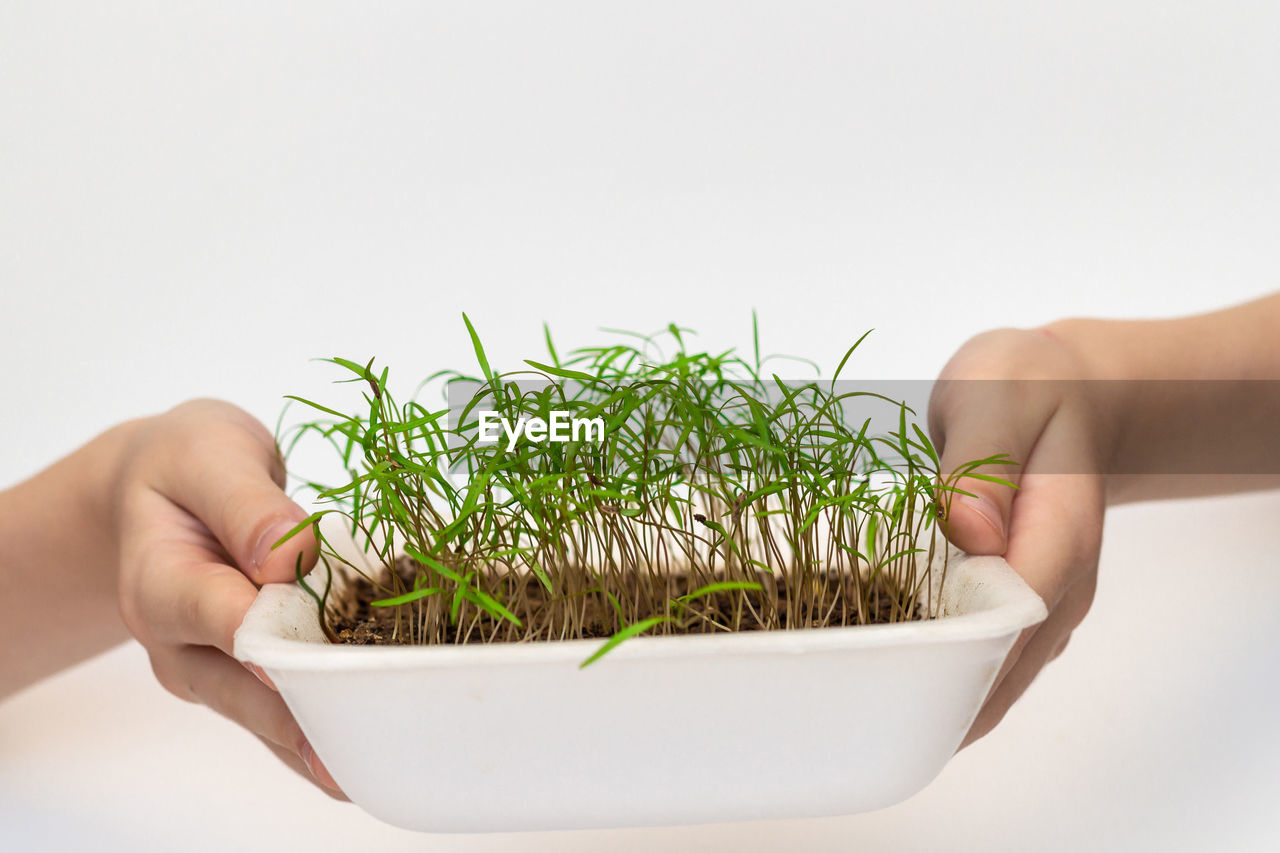 CLOSE-UP OF HAND HOLDING PLANT OVER WHITE BACKGROUND