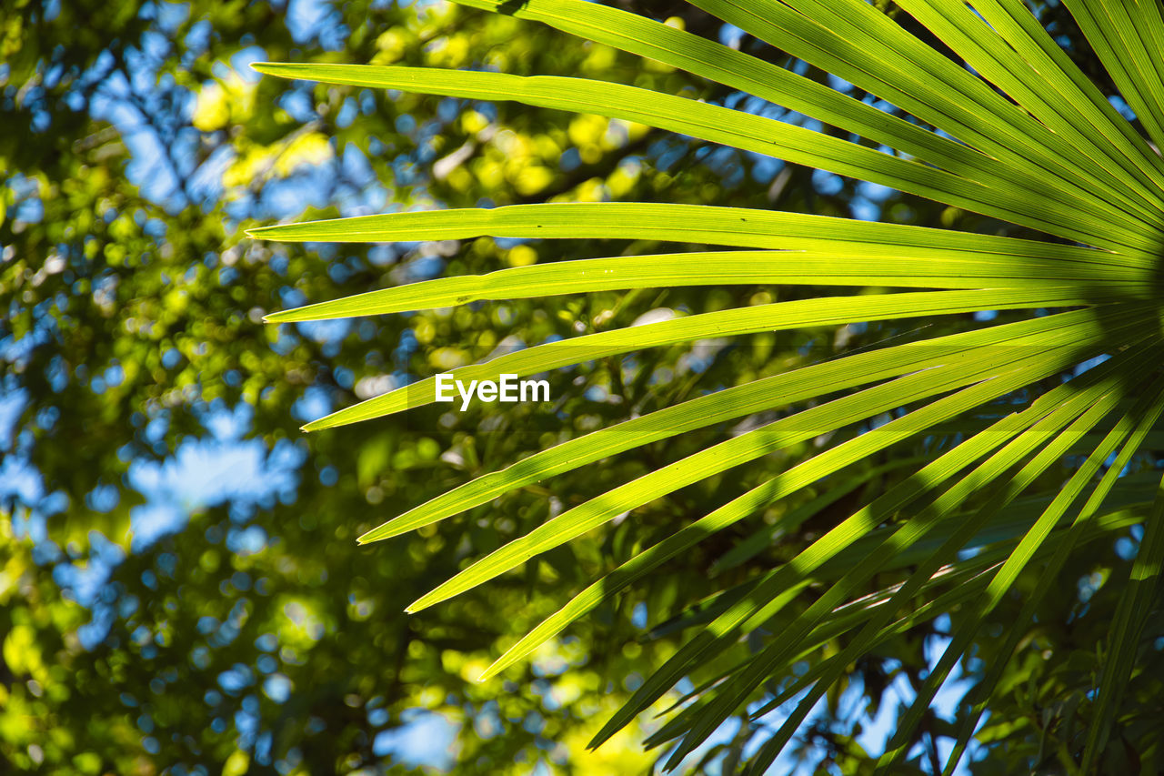 low angle view of pine tree