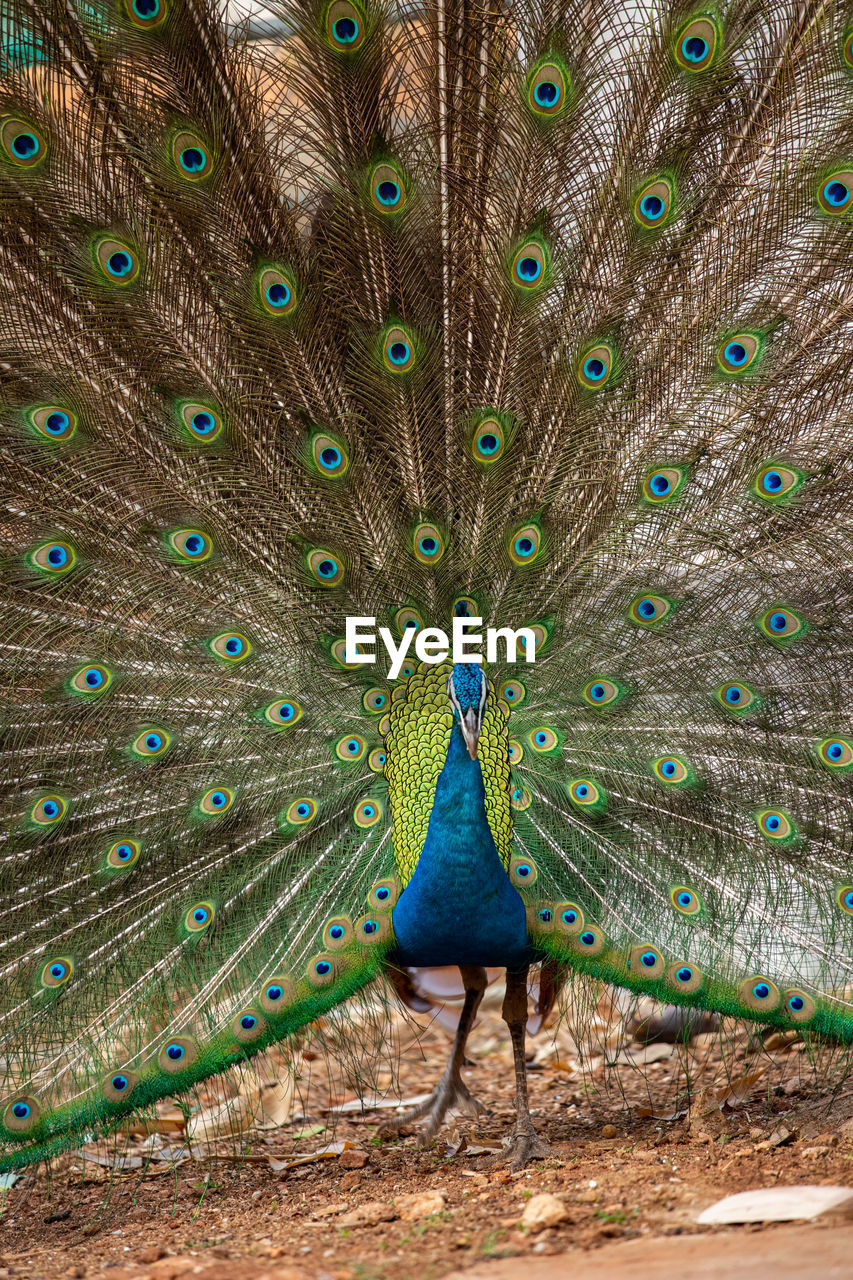 CLOSE-UP OF A PEACOCK WITH UMBRELLA