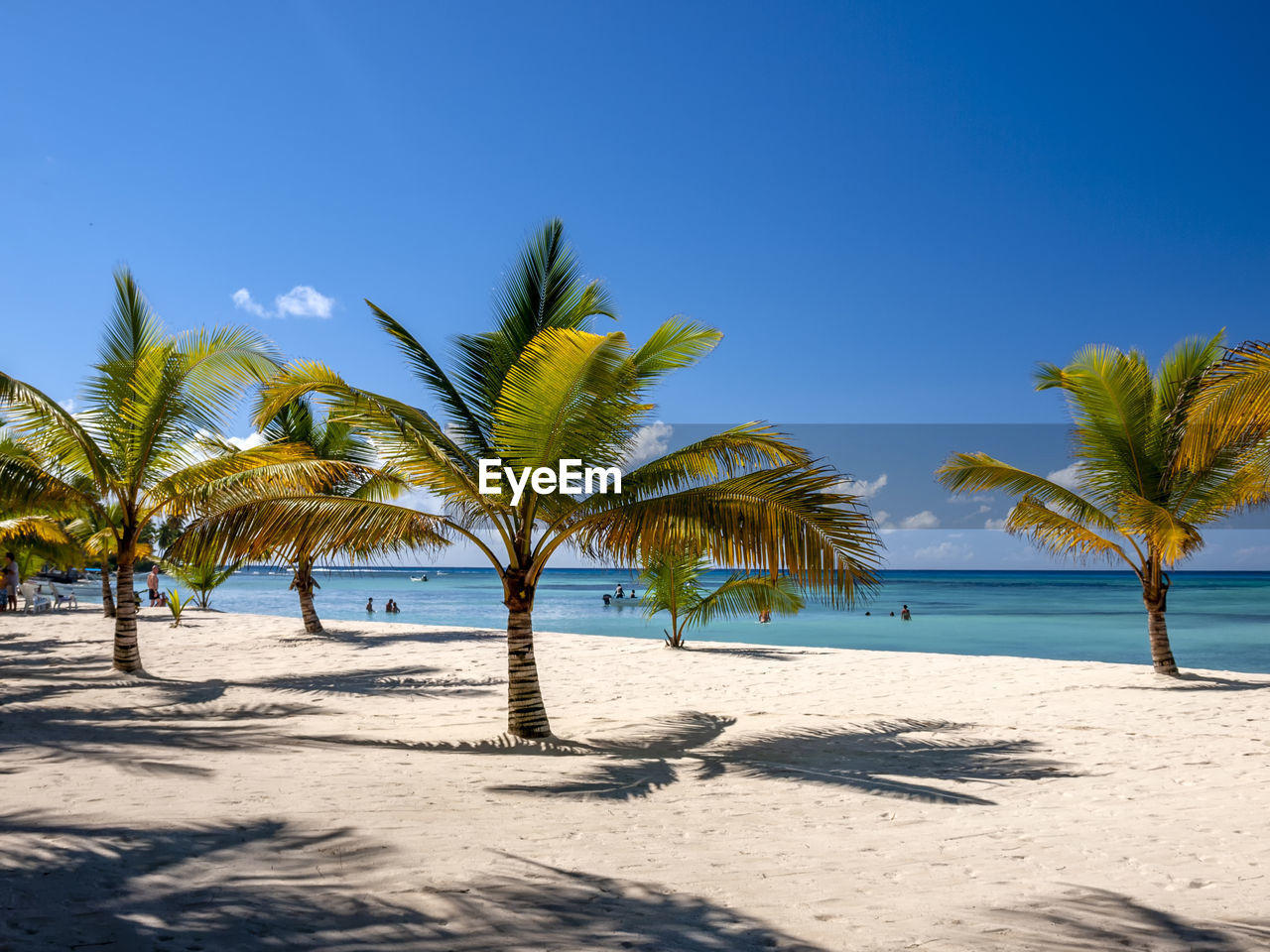 Palm trees on beach against clear blue sky