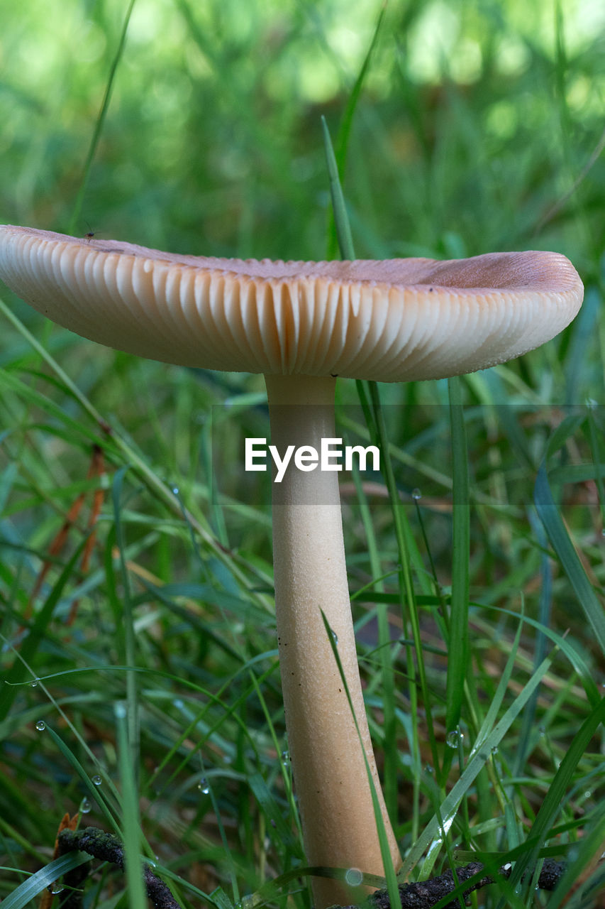 CLOSE-UP OF MUSHROOM