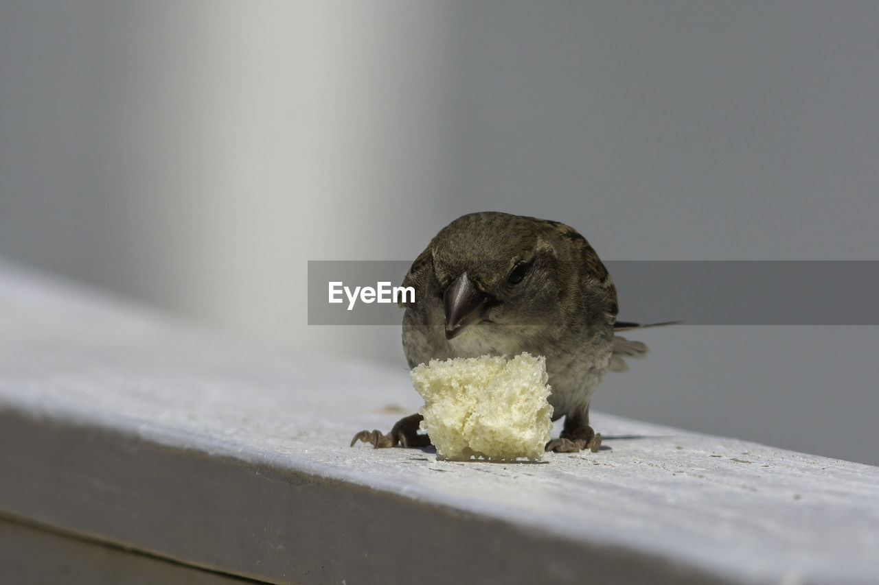 Close-up of bird perching on a table