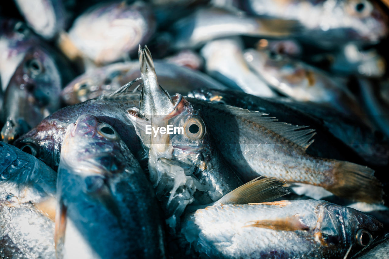 close-up of fish for sale in market