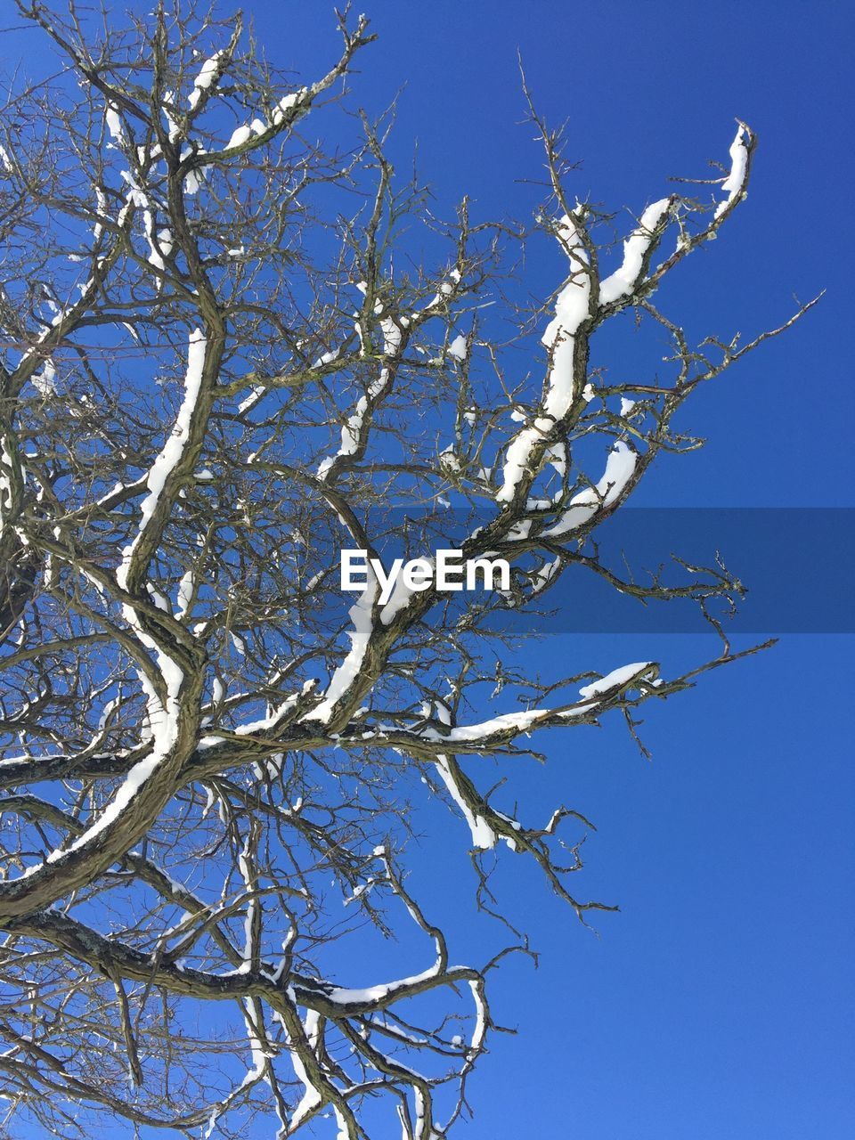 LOW ANGLE VIEW OF BARE TREES AGAINST CLEAR SKY