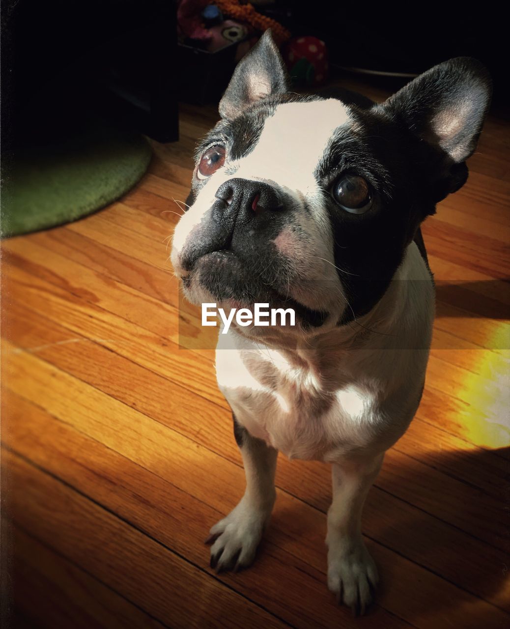 High angle view of french bulldog standing on floor