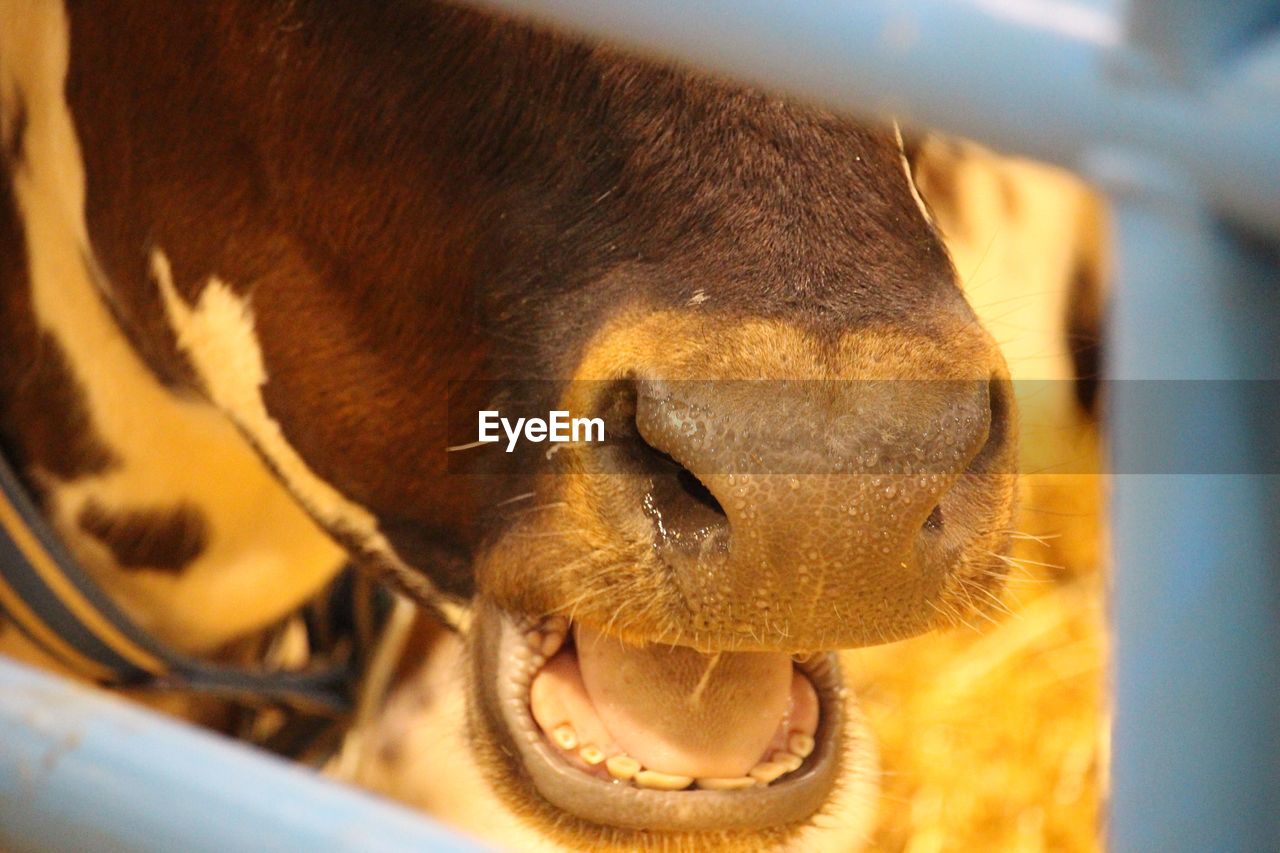 CLOSE-UP OF HORSE EYE