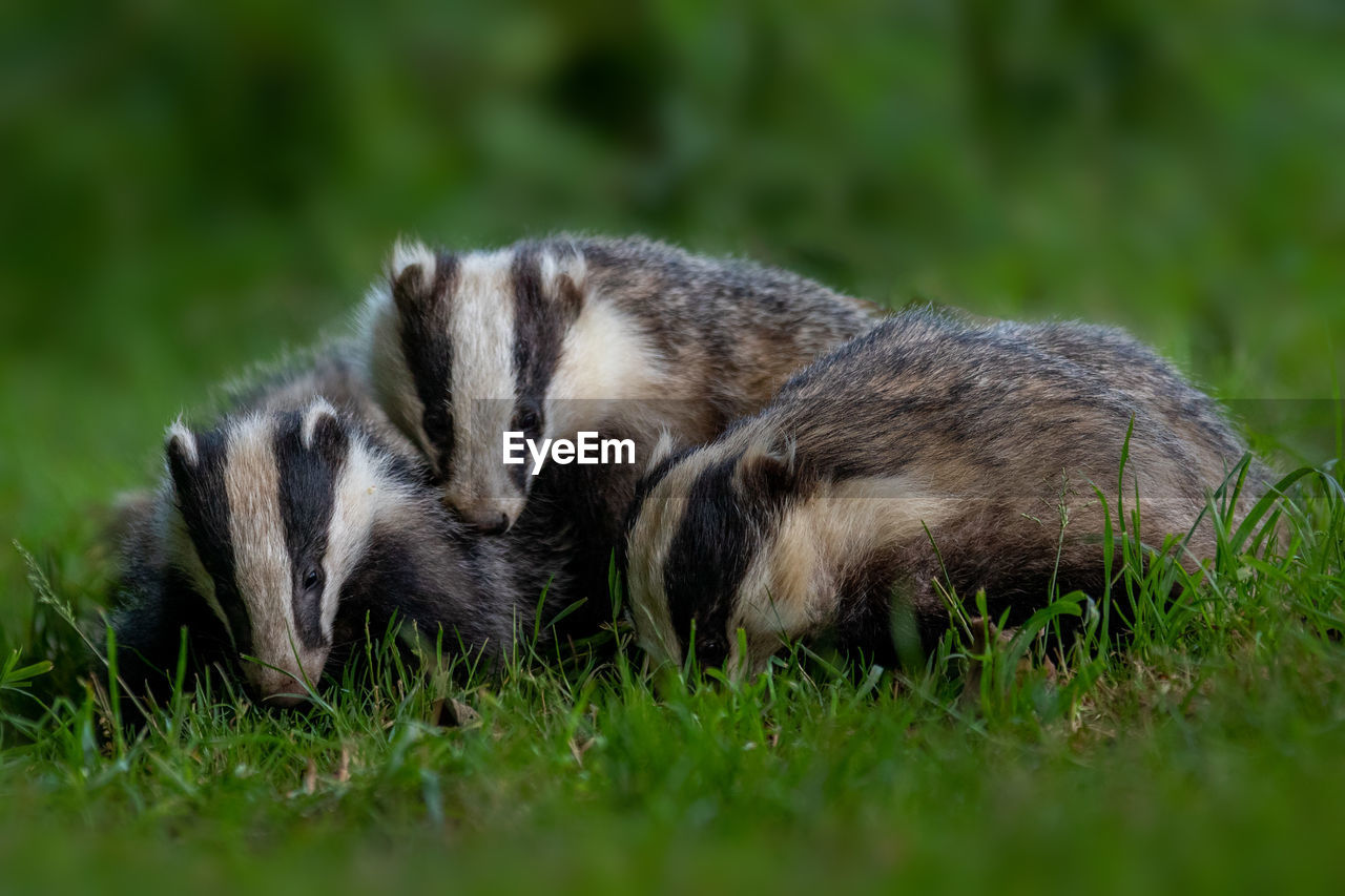 Close-up of badgers on grass