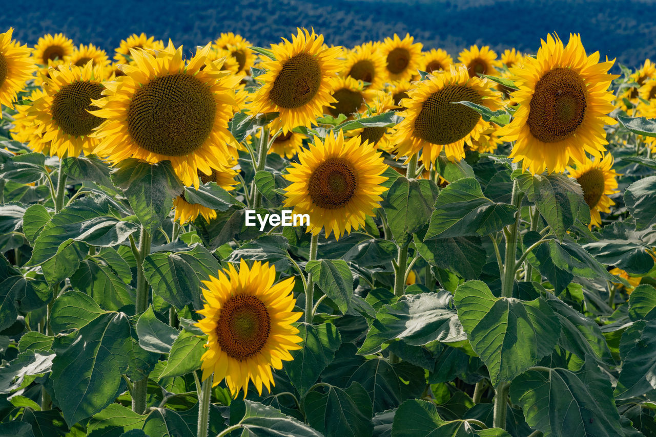 Close-up of yellow sunflower