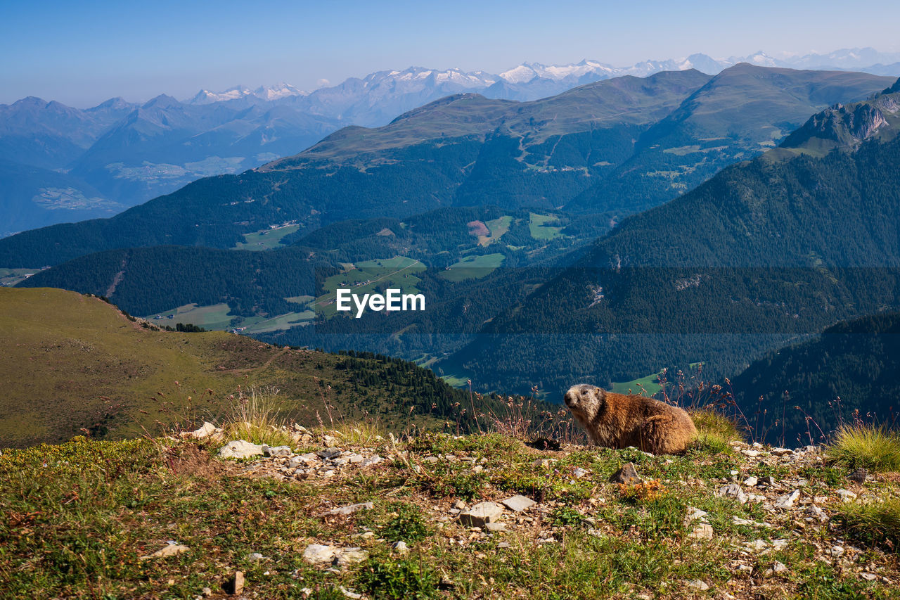 Marmot in the dolomites