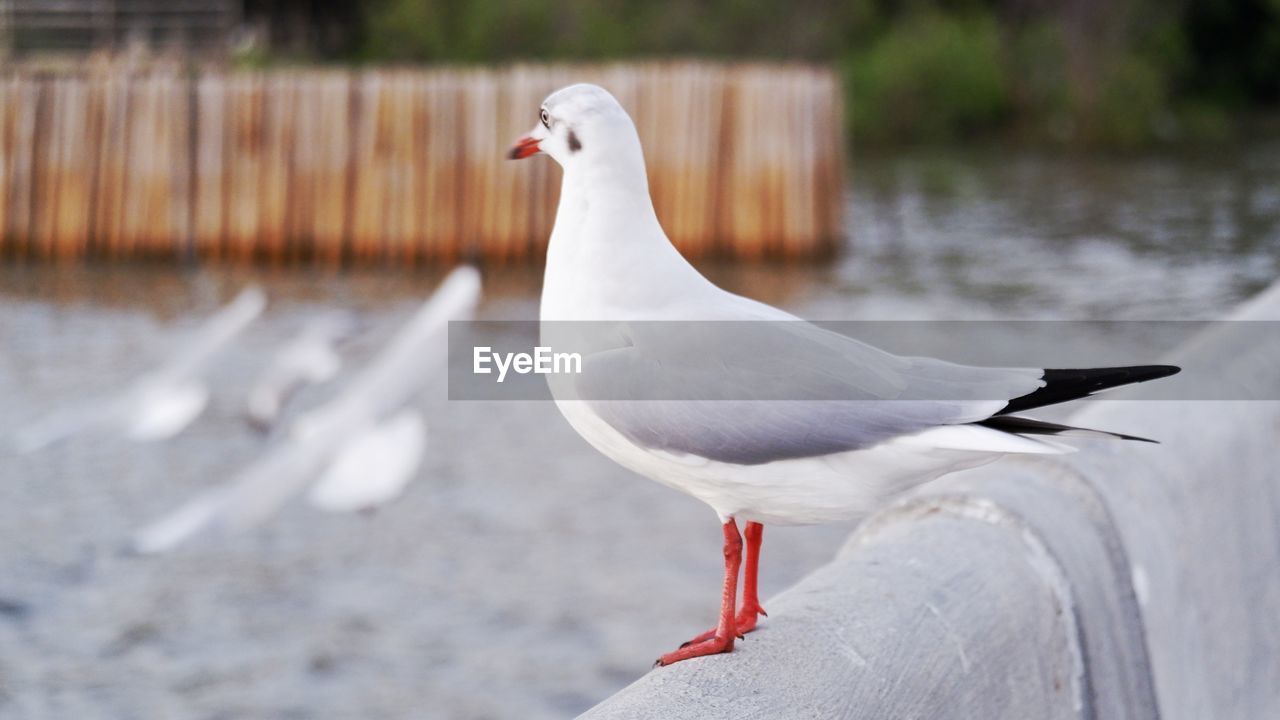 CLOSE-UP OF SEAGULL PERCHING ON THE LAKE