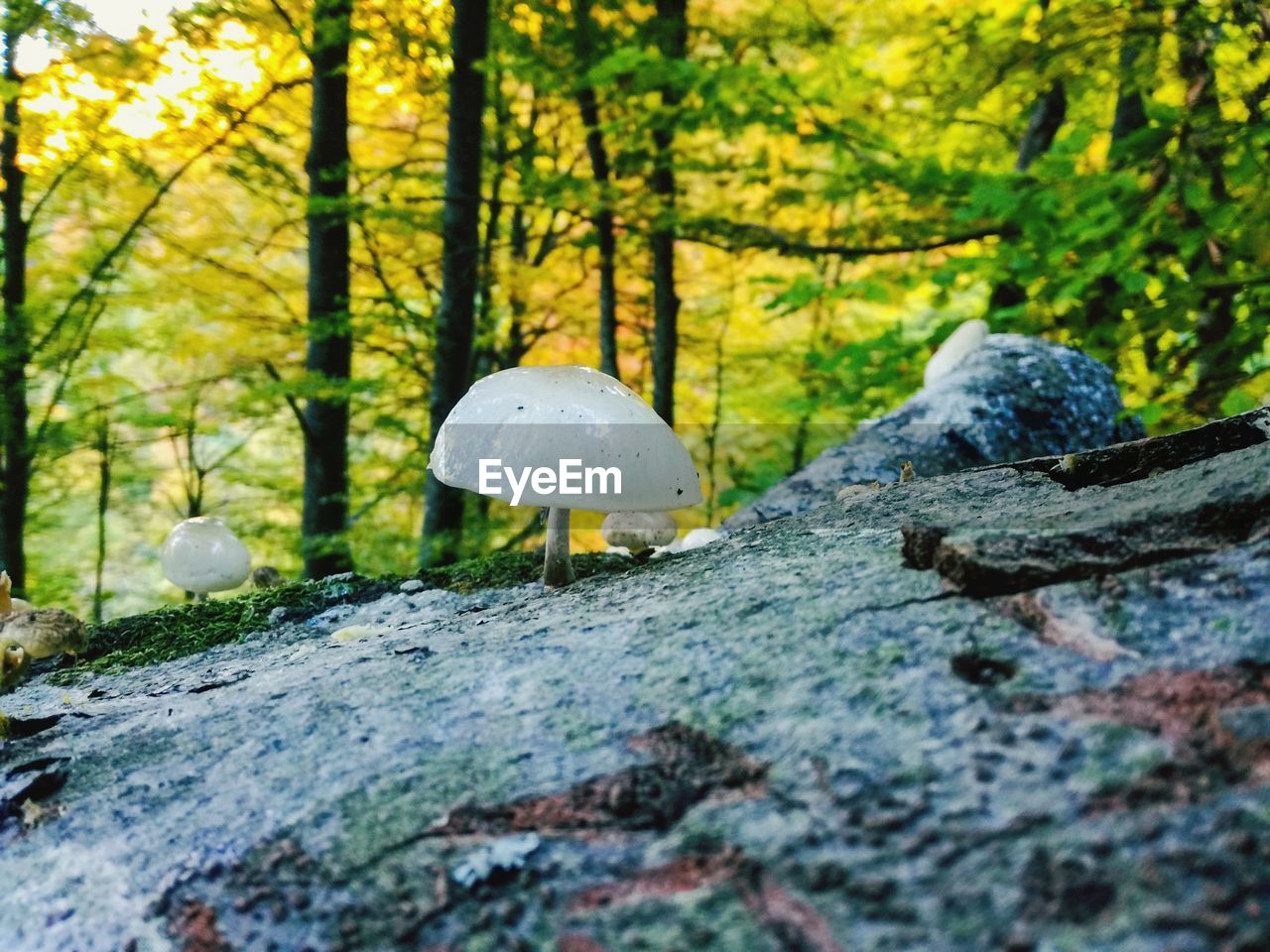 Close-up of mushroom growing on tree trunk