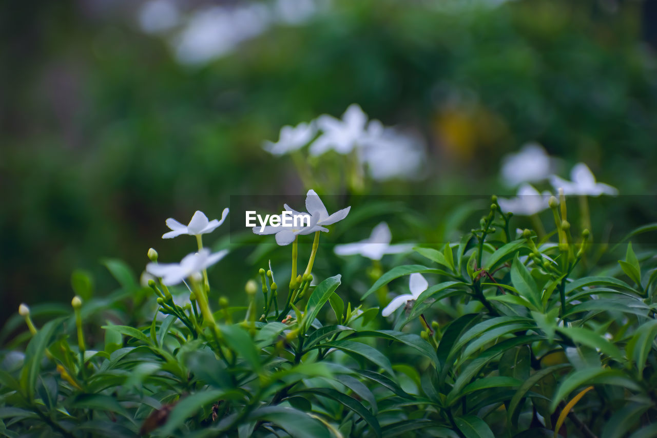 CLOSE-UP OF WHITE FLOWERING PLANT IN FIELD