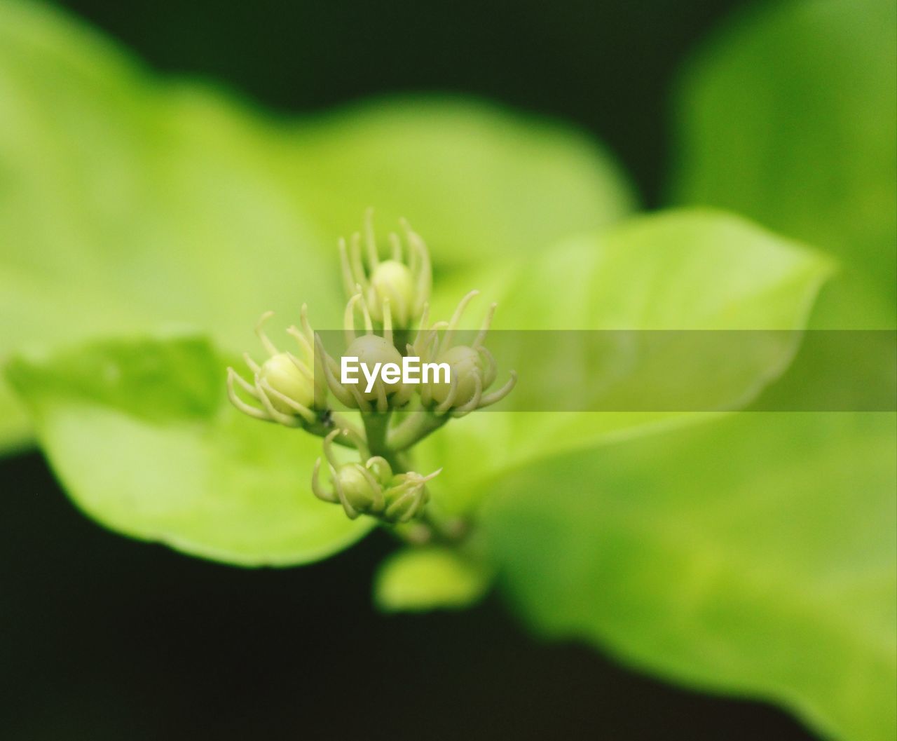 CLOSE-UP OF WHITE FLOWER BUDS