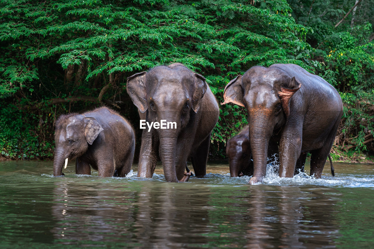 VIEW OF ELEPHANT DRINKING WATER IN FOREST