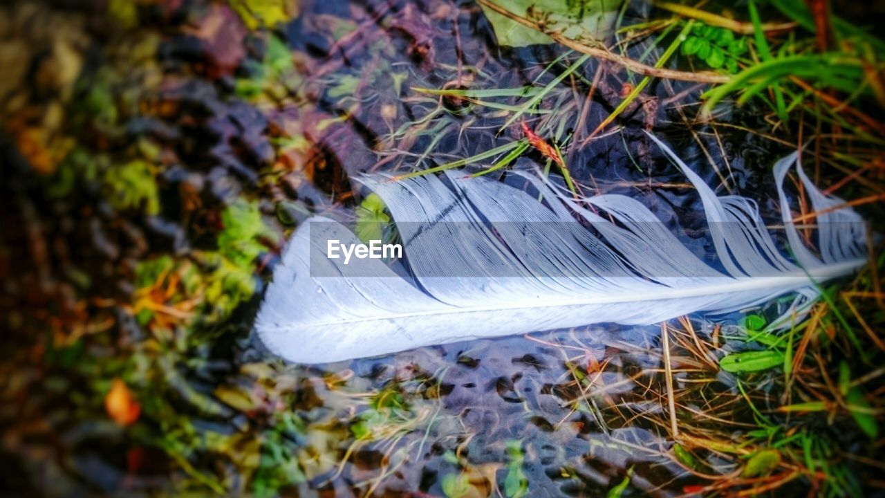 High angle view of feather on pond