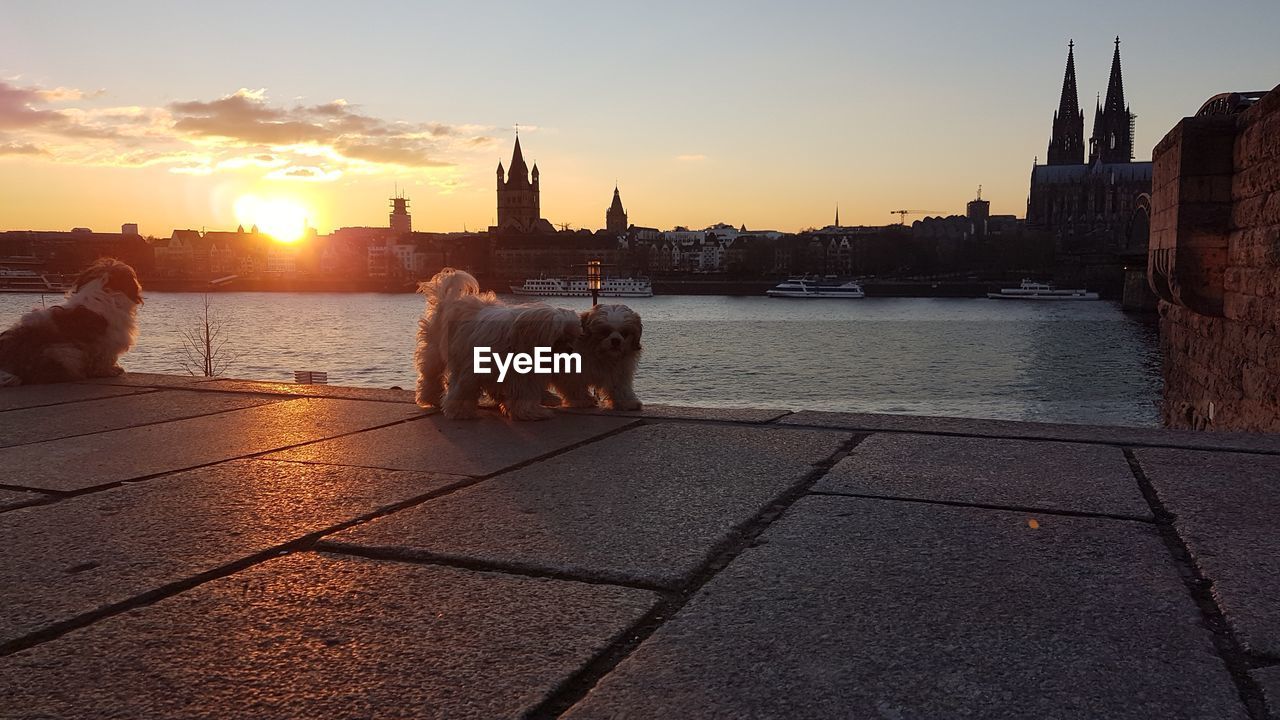 VIEW OF DOG ON CITY DURING SUNSET