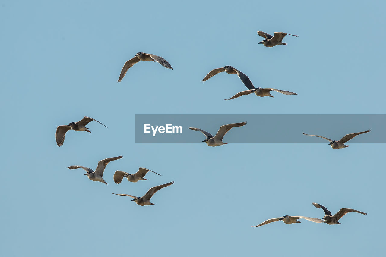 LOW ANGLE VIEW OF BIRDS FLYING