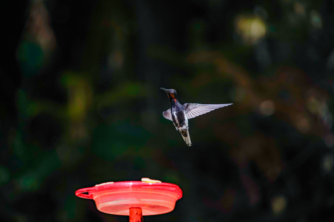 CLOSE-UP OF A BIRD FLYING IN A FLIGHT