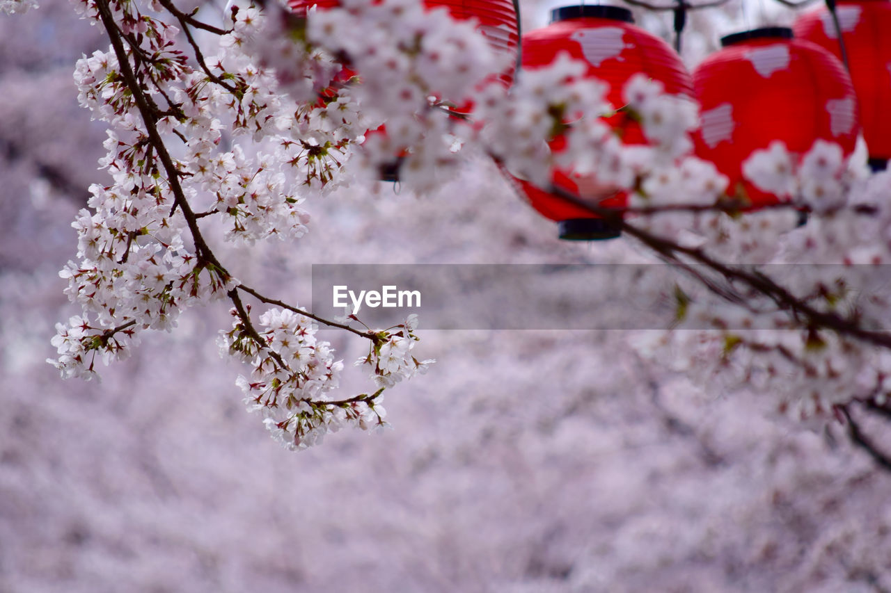 Close-up of cherry blossom