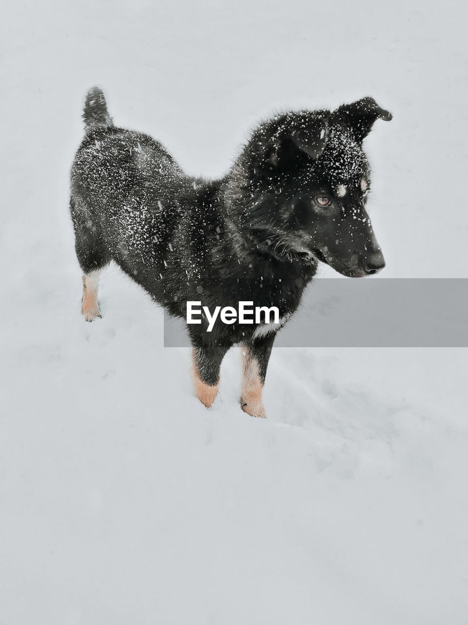 animal, animal themes, snow, mammal, one animal, winter, dog, cold temperature, pet, domestic animals, canine, nature, no people, snowing, full length, side view, motion, day, running, outdoors, black, blizzard, frozen
