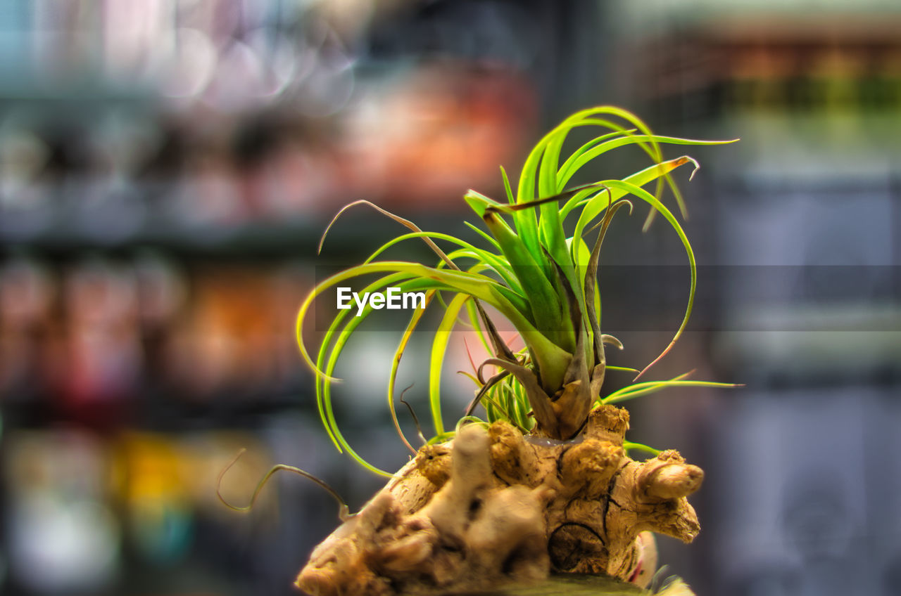 Close-up of potted plant