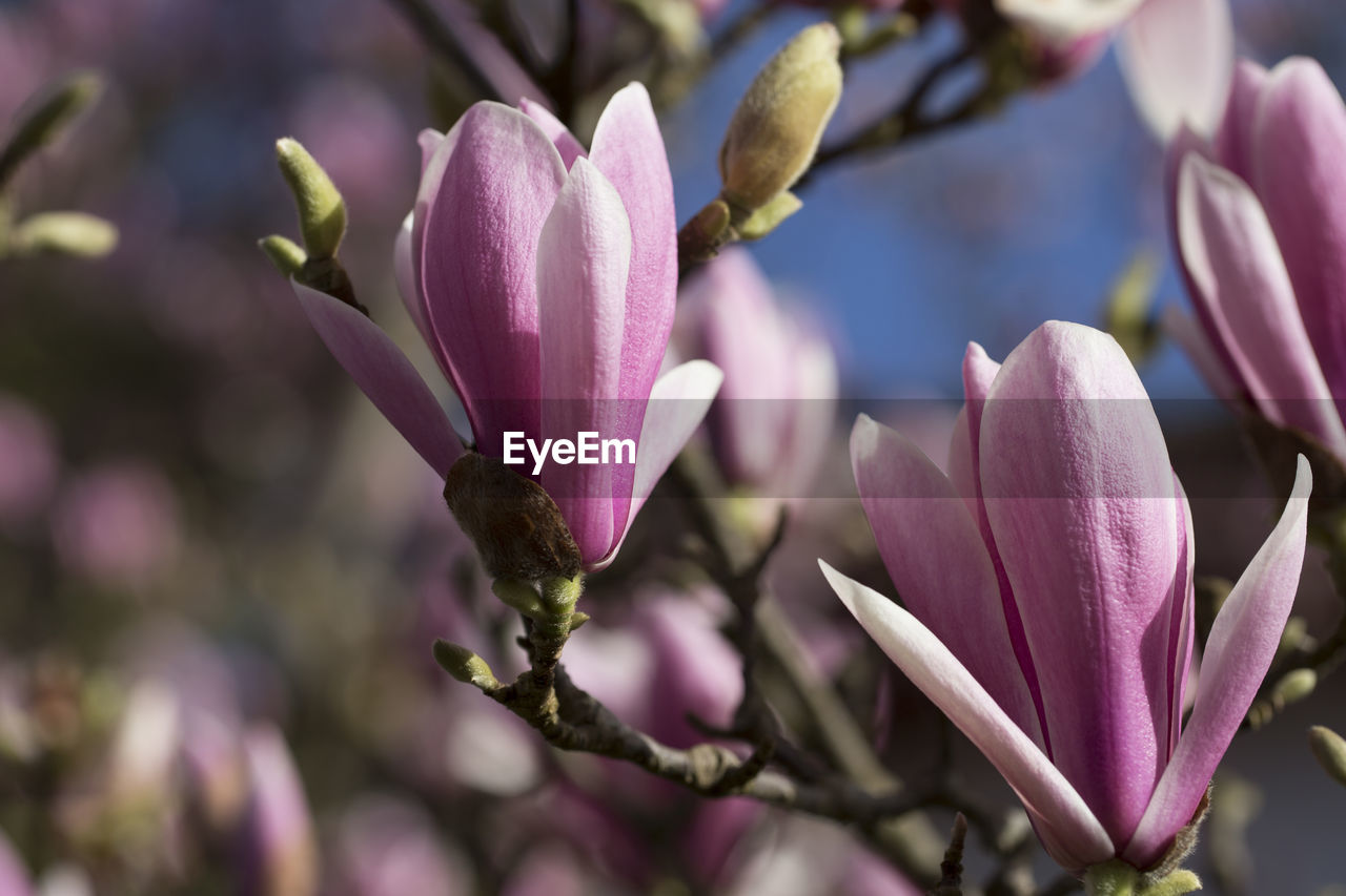 Close-up of pink flowering plant