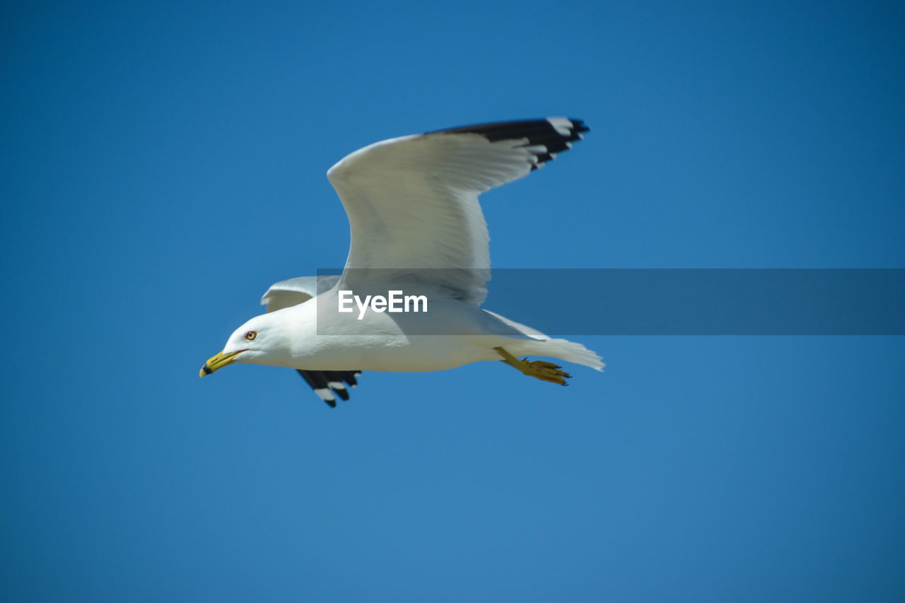 LOW ANGLE VIEW OF SEAGULL FLYING AGAINST CLEAR BLUE SKY