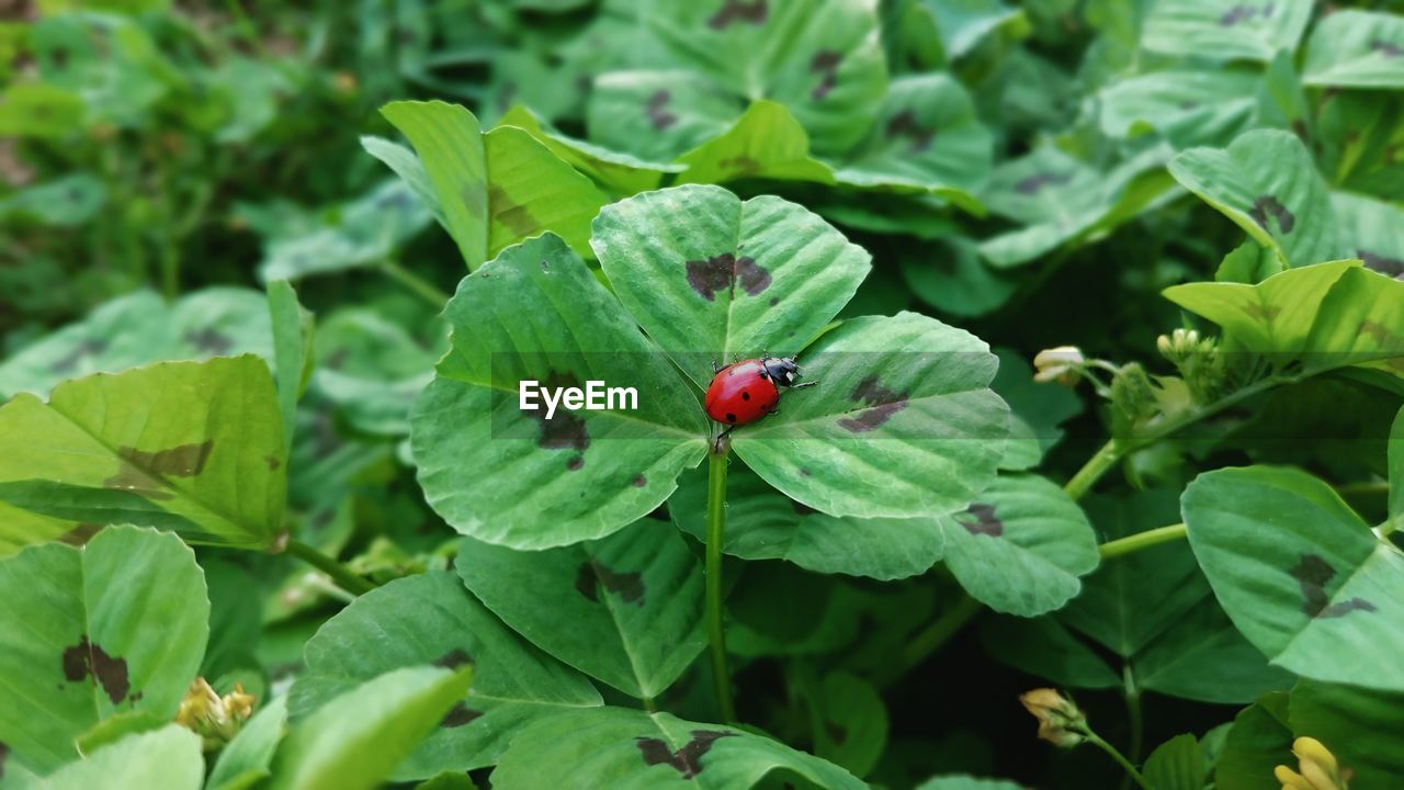 Close-up of ladybug on plant