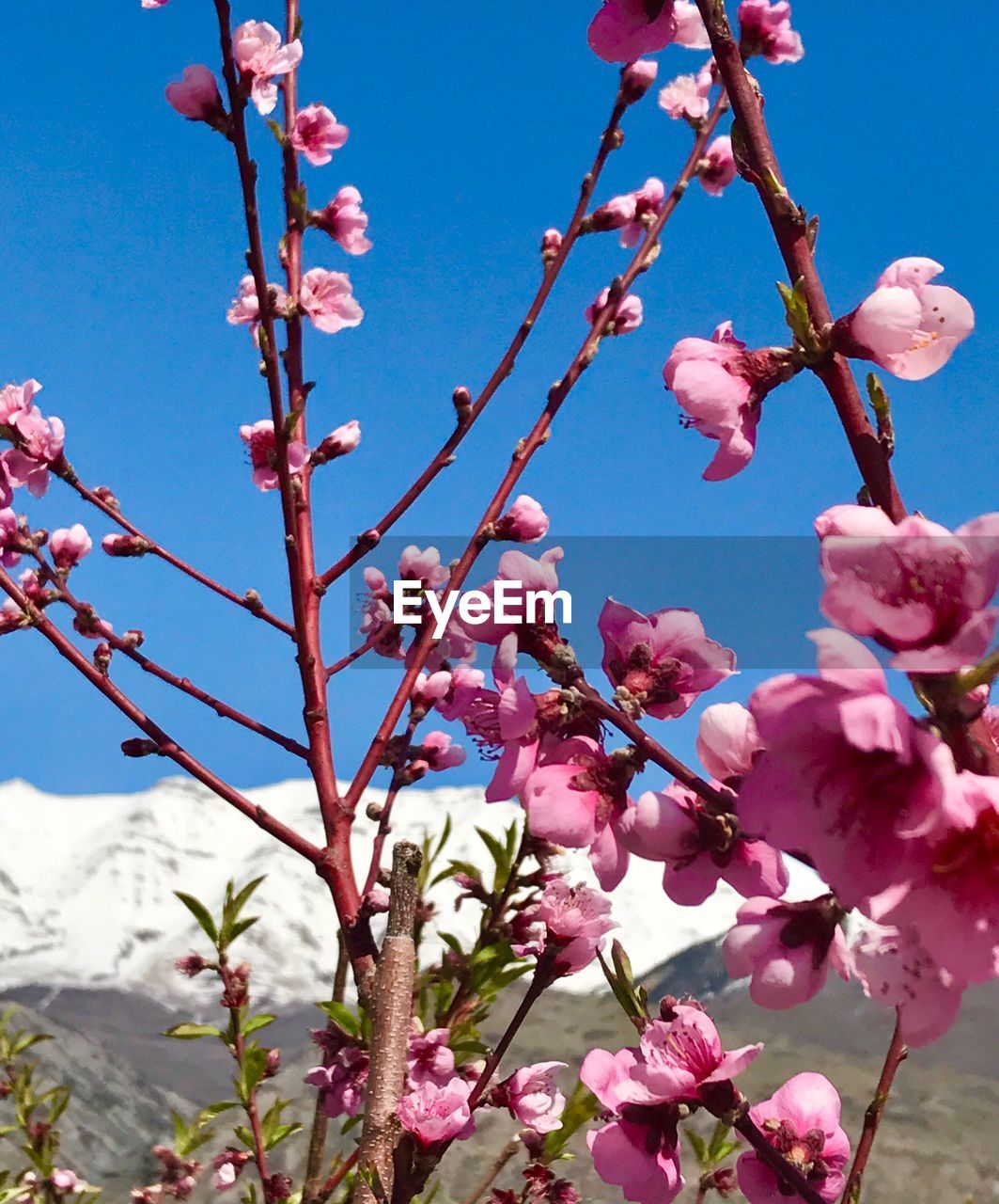 LOW ANGLE VIEW OF PINK FLOWERS ON BRANCH