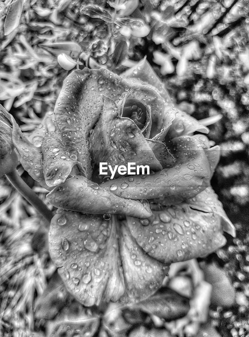CLOSE-UP OF PINK FLOWER BLOOMING IN PARK