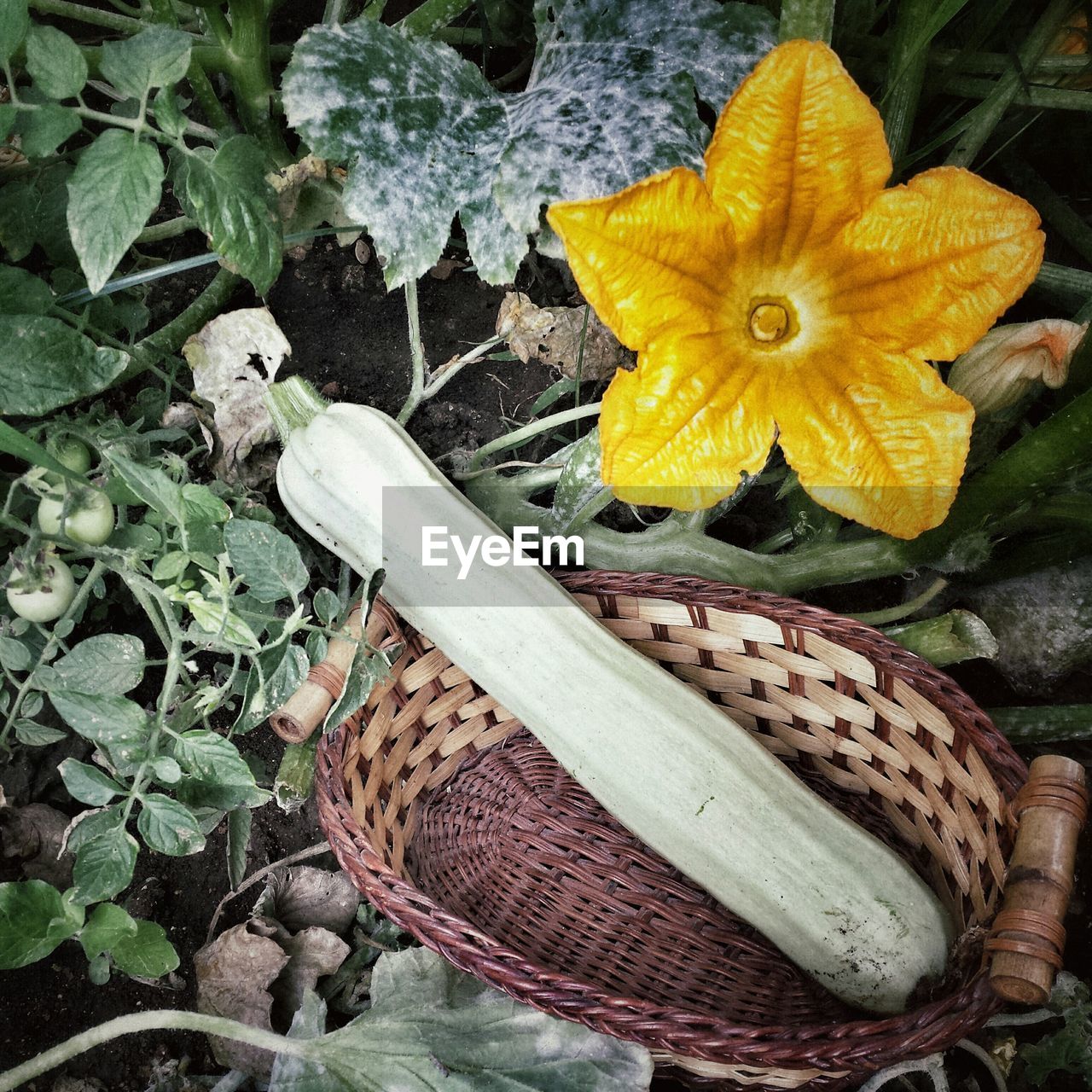 Close-up of winter squash in basket by yellow flower