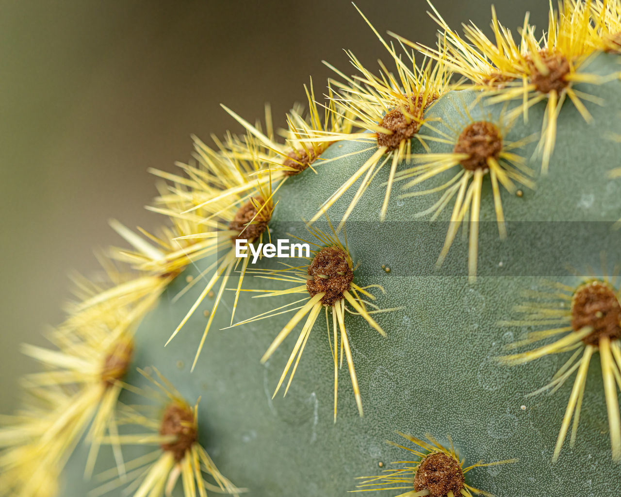 Close-up of wilted cactus