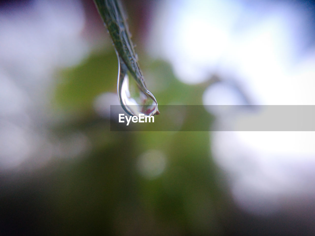 Close-up of raindrops on twig