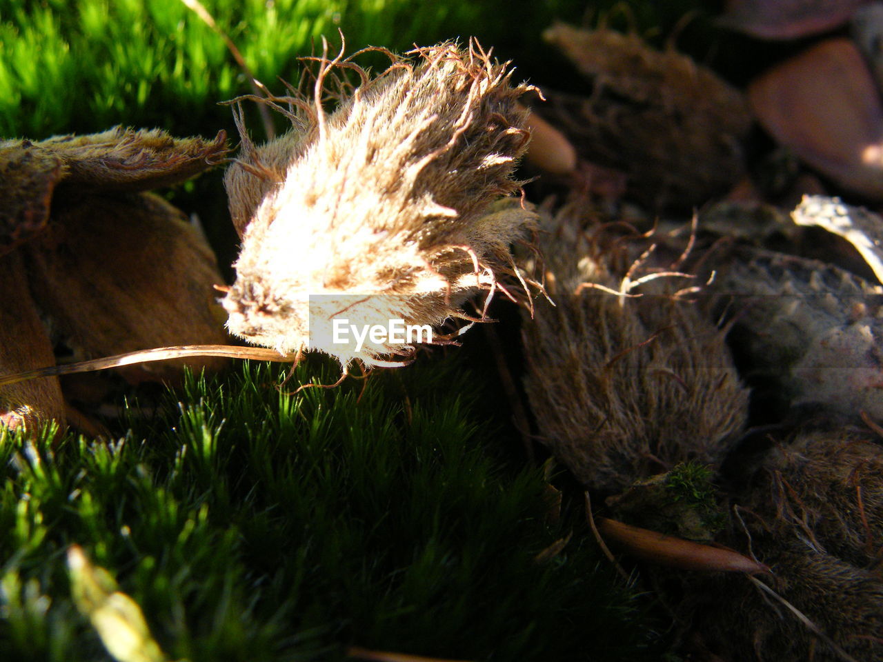 CLOSE-UP OF PLANT IN FIELD