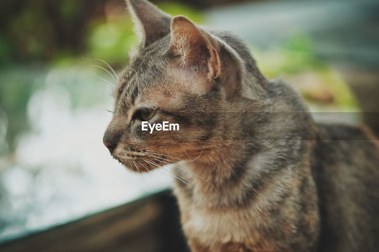 CLOSE-UP OF A CAT LOOKING AWAY OUTDOORS