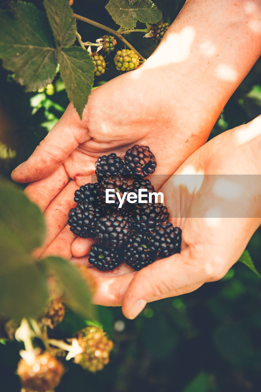 Cropped image of hands holding blackberries
