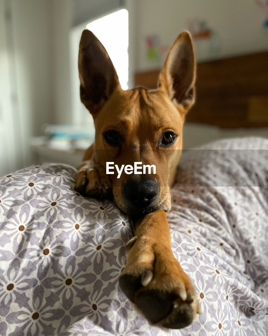 pet, dog, animal themes, one animal, animal, mammal, canine, domestic animals, furniture, indoors, portrait, looking at camera, domestic room, bed, home interior, bedroom, relaxation, no people, focus on foreground, lying down, carnivore, lap dog