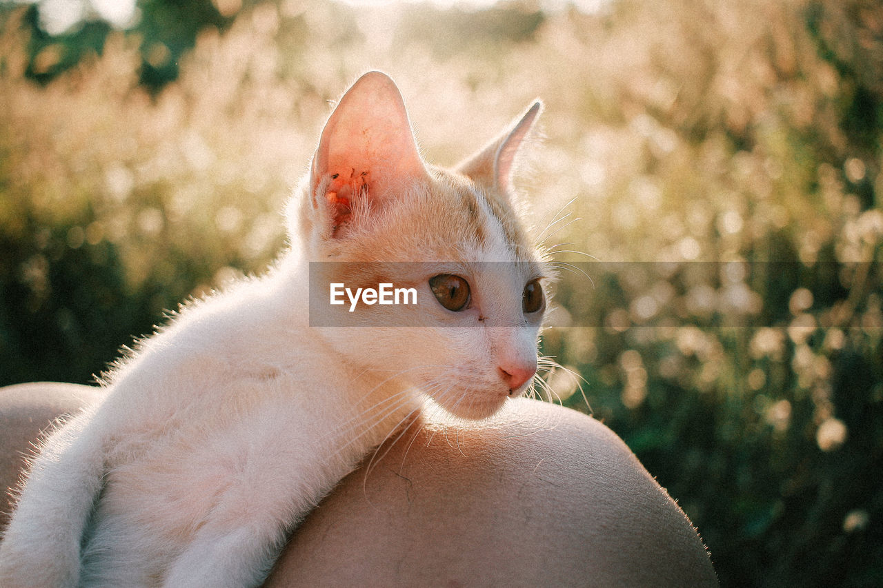 CLOSE-UP OF CAT LOOKING AWAY OUTDOORS