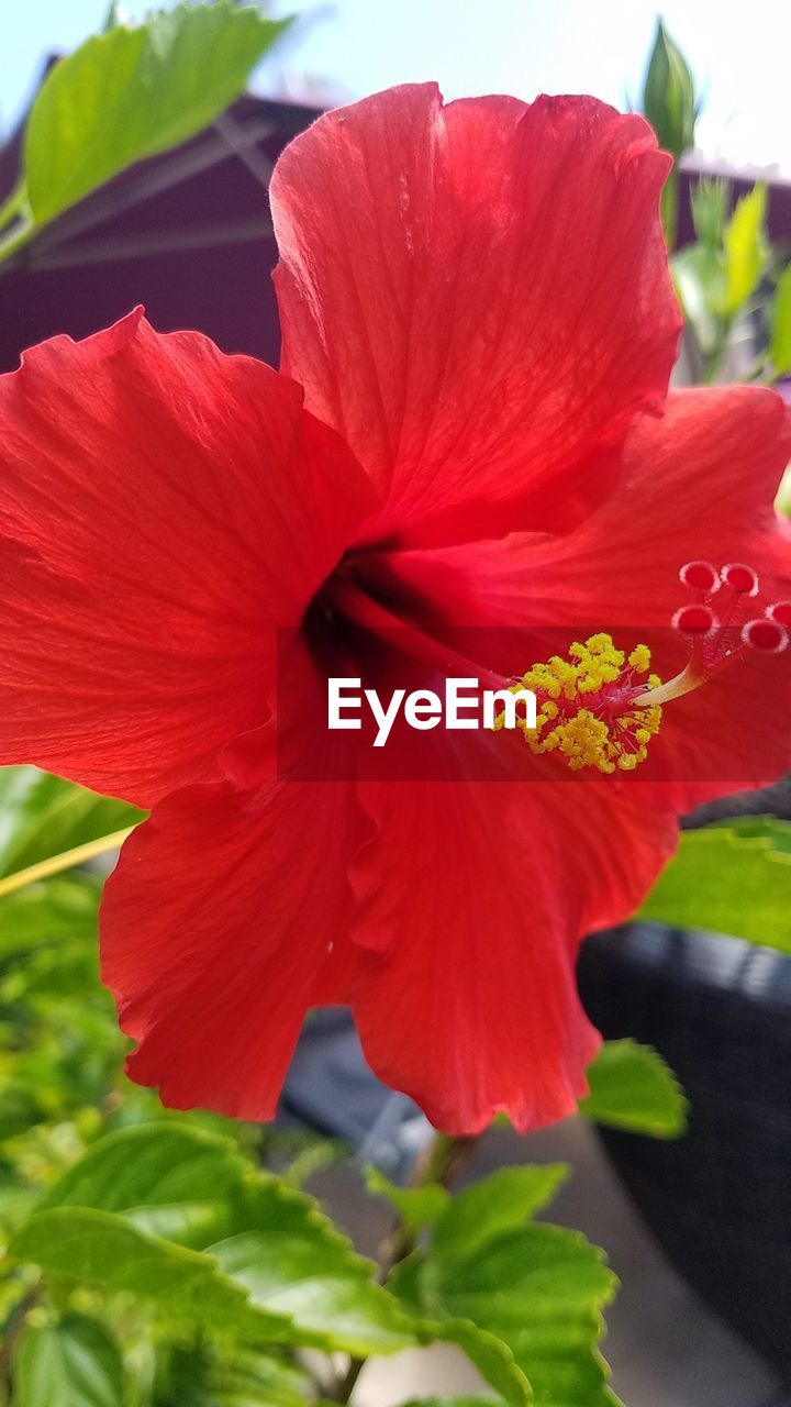 CLOSE-UP OF RED HIBISCUS