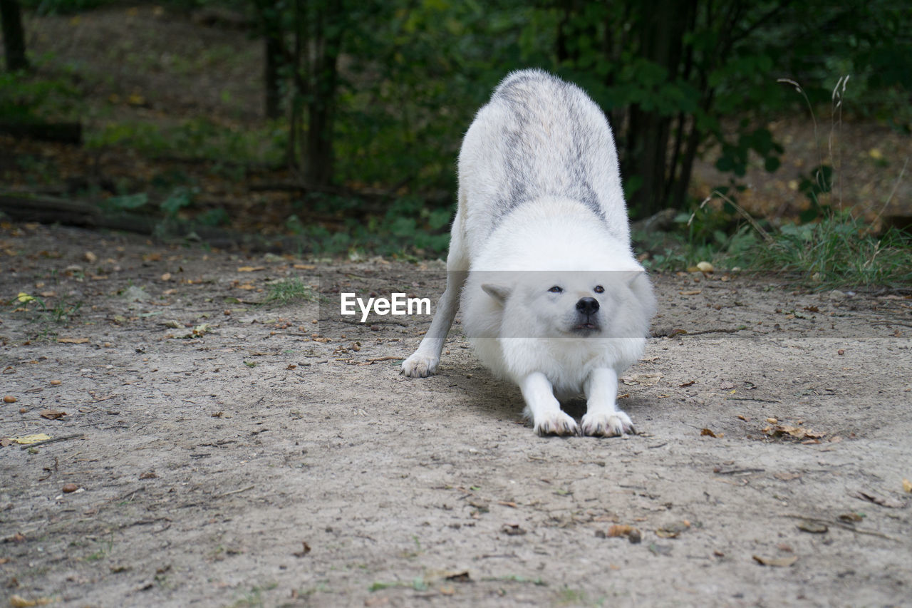 White wolf stretching