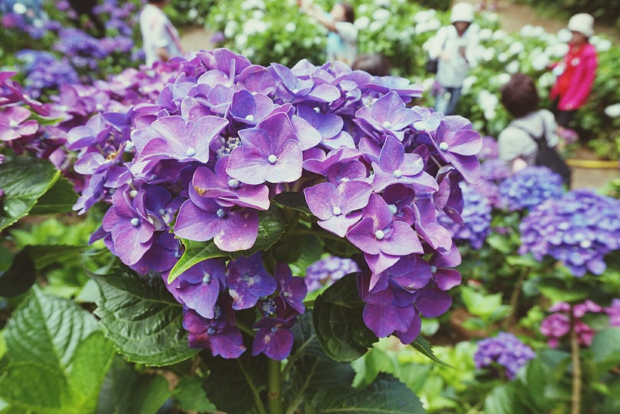 Close-up of purple flowers blooming