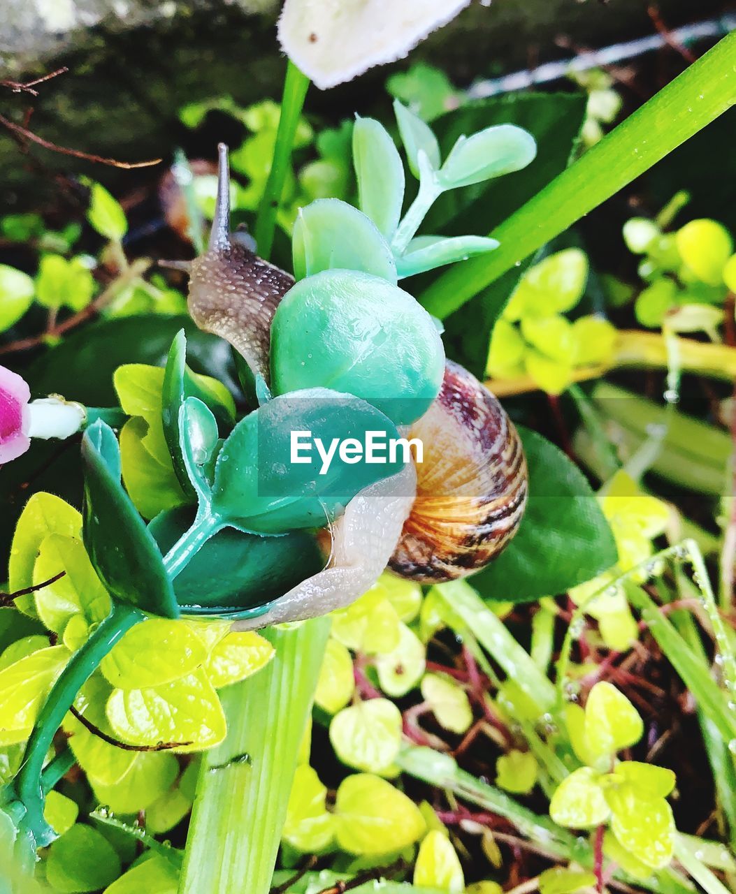 CLOSE-UP OF SNAIL ON LEAF