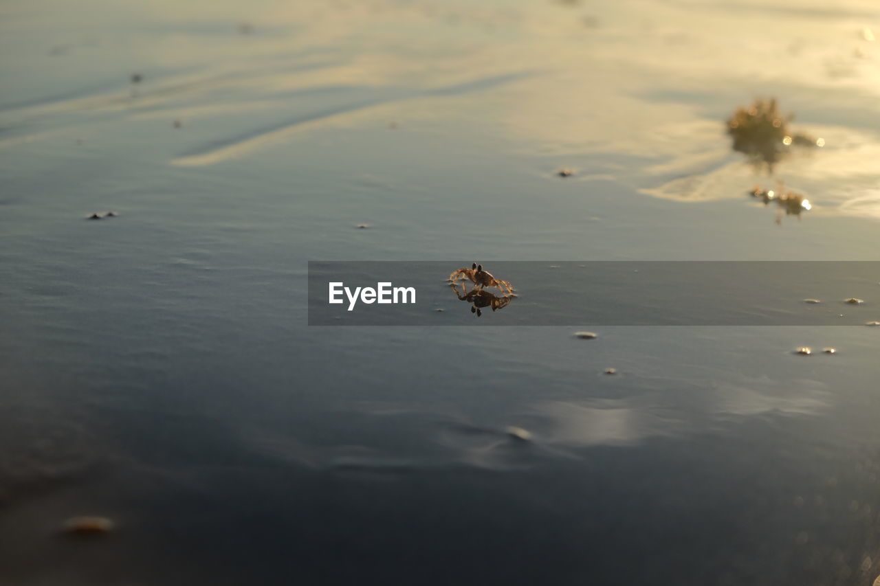 Close-up of baby crab swimming in water