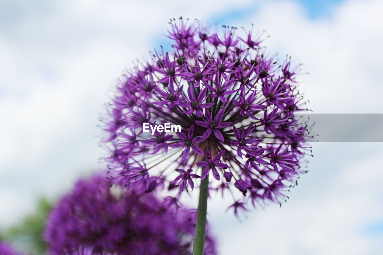 Close-up of purple flowers