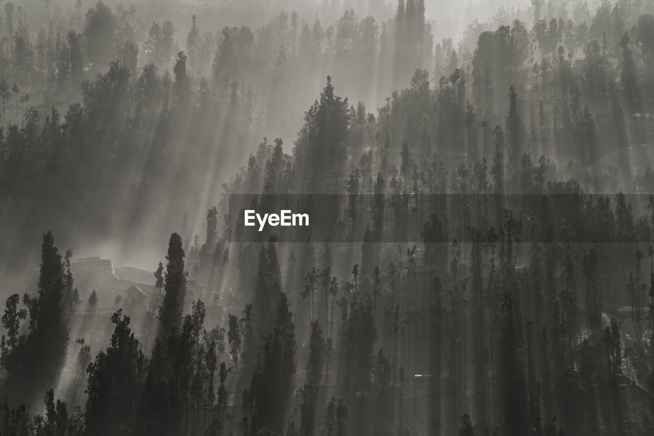 Panoramic view of pine trees in forest