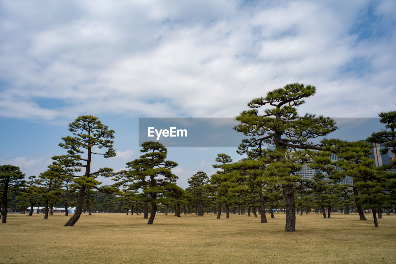 Trees on field against sky