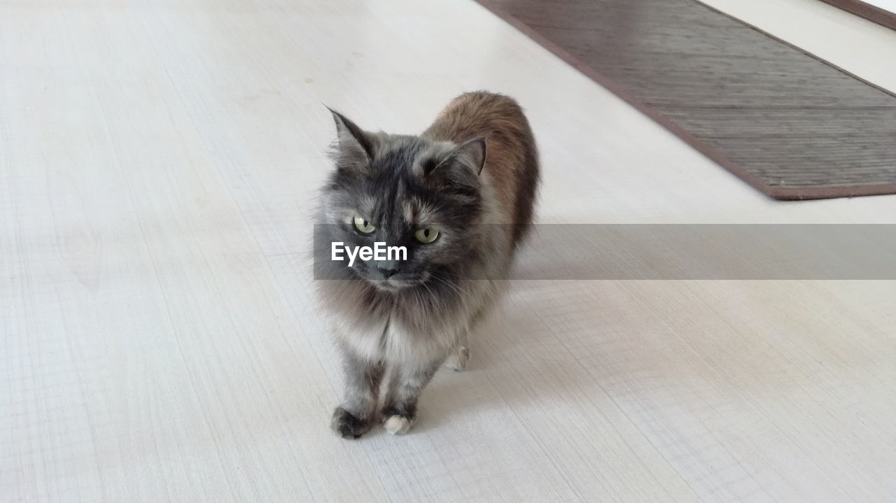 PORTRAIT OF KITTEN SITTING ON FLOOR