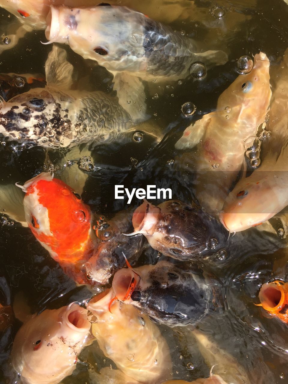 High angle view of koi carp in pond
